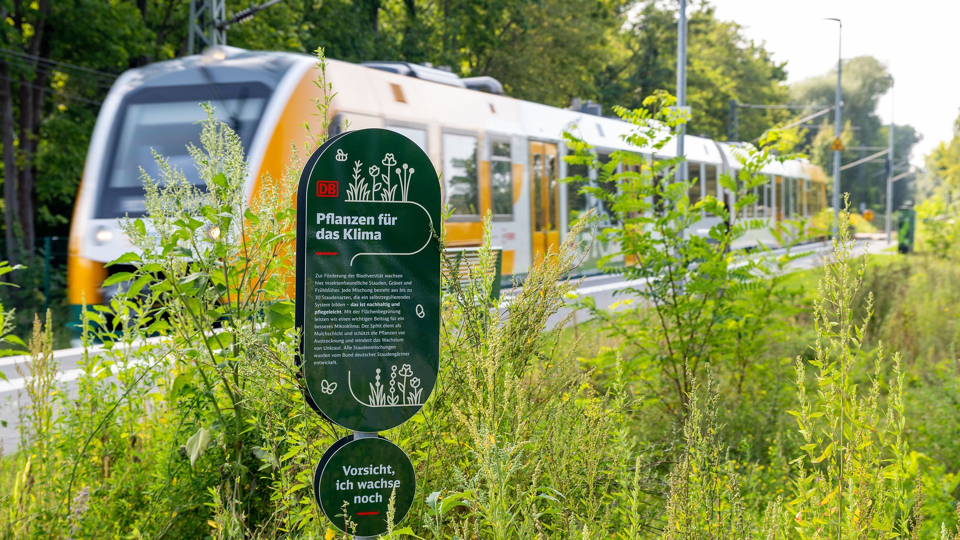 Caputh-Geltow - Grünfläche